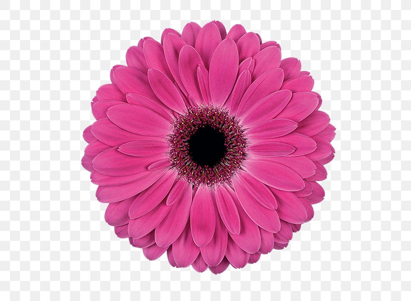 Transvaal Daisy Flower Red Color Pink, PNG, 600x600px, Transvaal Daisy, Botanist, Chrysanths, Color, Common Daisy Download Free