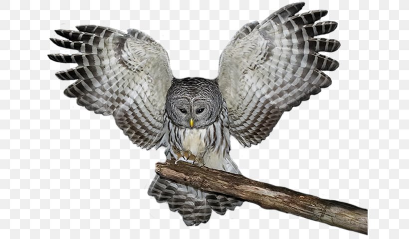 DeviantArt, PNG, 654x480px, Art, Alpha Compositing, Beak, Bird, Bird Of Prey Download Free