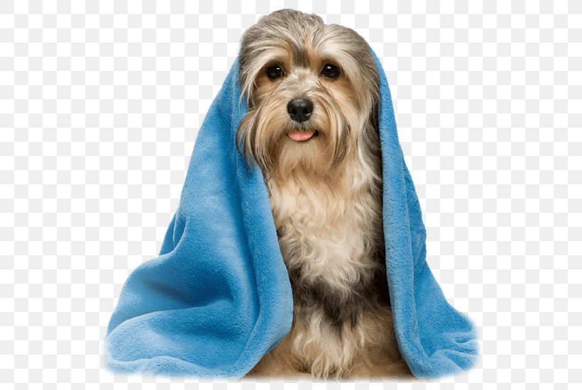 Dog Grooming Havanese Dog Pet Shop Veterinarian, PNG, 536x550px, Dog Grooming, Animal, Animal Shelter, Animal Welfare, Blanket Download Free