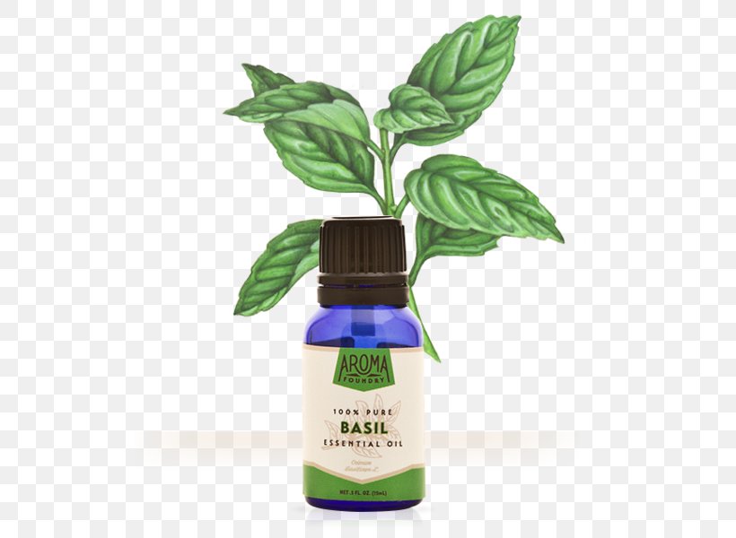 Essential Oil Herb Basil Aroma Compound, PNG, 559x600px, Essential Oil, Aroma Compound, Aromatherapy, Basil, Camphor Download Free