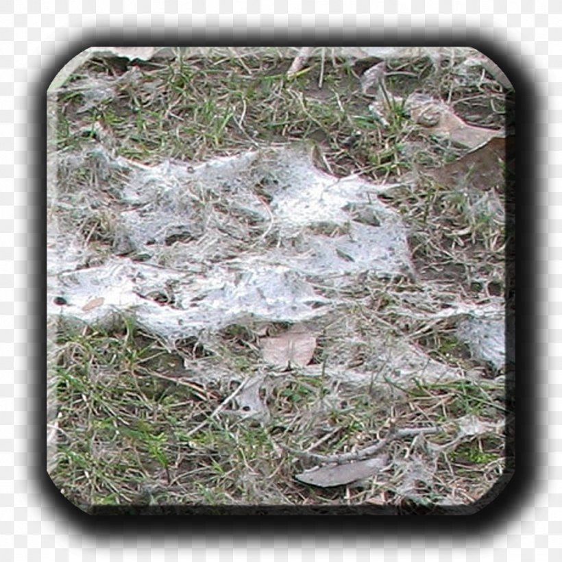 Snow Mold Typhula Blight Fusarium Patch Lawn, PNG, 1024x1024px, Snow Mold, Disease, Fungus, Fusarium, Grass Download Free