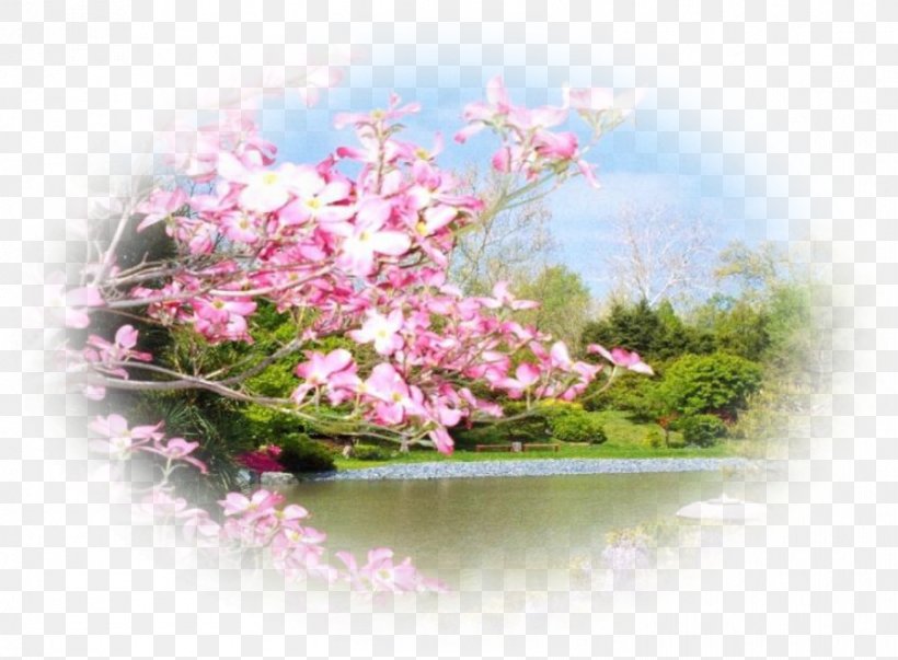 Spring Centerblog Desktop Wallpaper, PNG, 892x656px, Spring, Blog, Blossom, Centerblog, Cherry Blossom Download Free