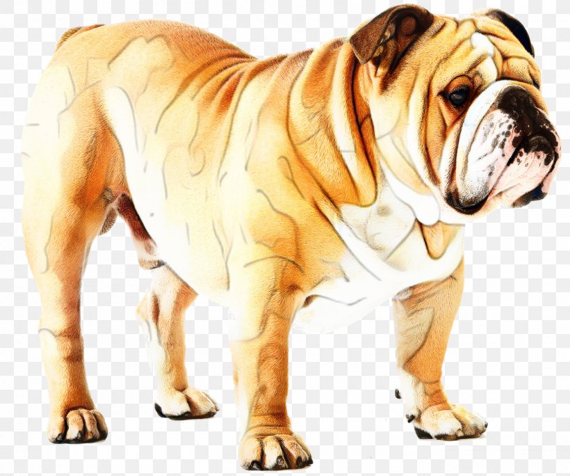 Bulldog Background, PNG, 1400x1169px, Bulldog, Ancient Dog Breeds, Animal Figure, Australian Bulldog, Breed Download Free