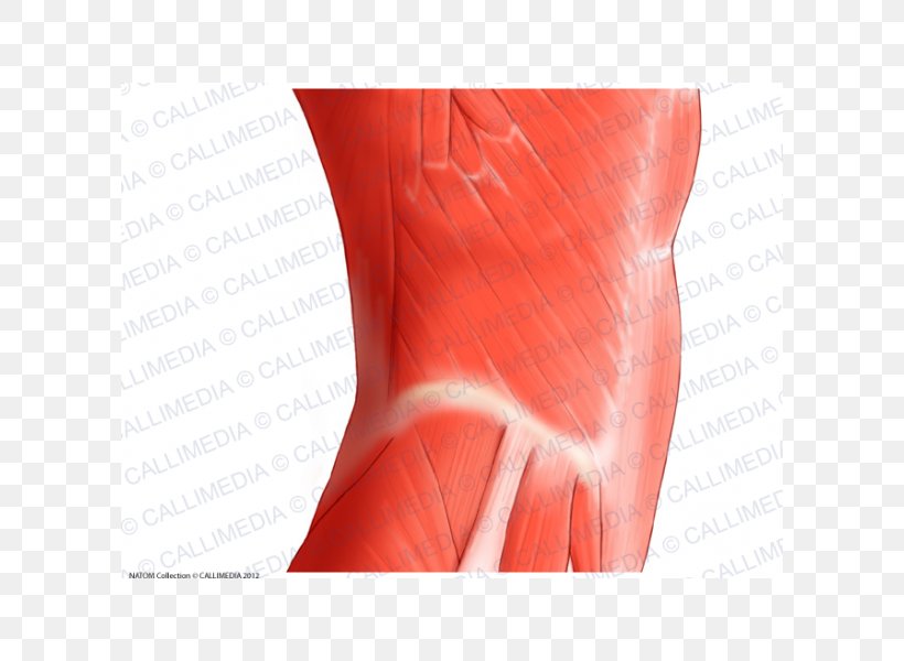 Rectus Abdominis Muscle Abdomen Muscular System Vastus Lateralis Muscle, PNG, 600x600px, Watercolor, Cartoon, Flower, Frame, Heart Download Free