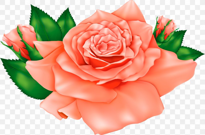 Rose Flower Clip Art, PNG, 1207x800px, Rose, Close Up, Cut Flowers, Floral Design, Floribunda Download Free