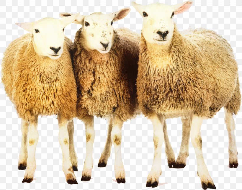 Sheep Oeynhausen Scottish Blackface Journey Planner Goat, PNG, 2904x2282px, Sheep, Animal Figure, Animal Husbandry, Cowgoat Family, Goat Download Free