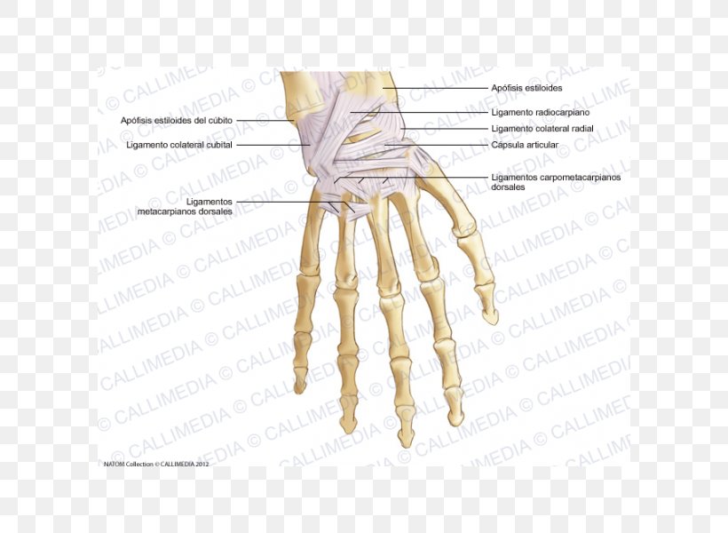 Thumb Metacarpal Bones Ligament Hand, PNG, 600x600px, Watercolor, Cartoon, Flower, Frame, Heart Download Free