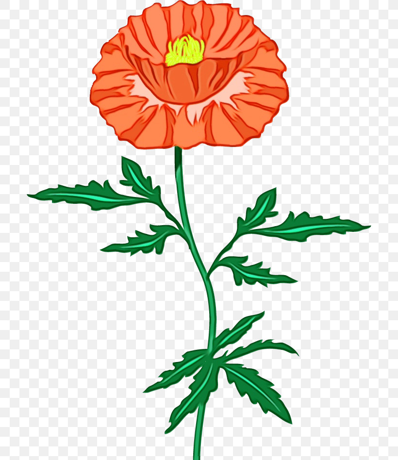 Chrysanthemum Plant Stem Cut Flowers Petal Flower, PNG, 710x948px, Red Poppy Flower, Biology, Chrysanthemum, Cut Flowers, Flower Download Free