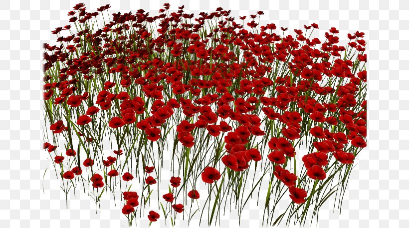 Common Poppy Red Clip Art, PNG, 650x457px, Common Poppy, Coquelicot, Digital Image, Flora, Floral Design Download Free