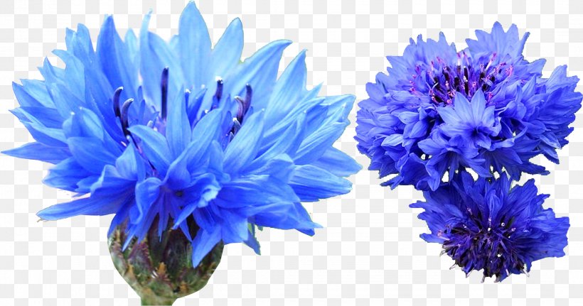 Cornflower Blue Cornflower Blue Indigo Dye, PNG, 2160x1136px, Cornflower, Artificial Flower, Aster, Bedding, Blue Download Free