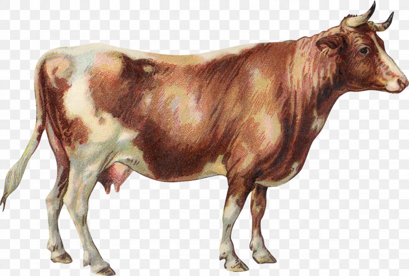 Dairy Cattle Jersey Cattle Zebu Lakenvelder Cattle English Longhorn, PNG, 1642x1110px, Dairy Cattle, Beef Cattle, Bull, Cattle, Cattle Like Mammal Download Free