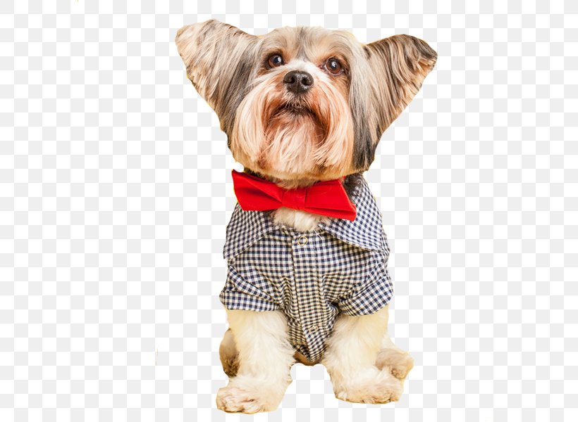 Dog Breed Yorkshire Terrier Puppy Companion Dog, PNG, 600x600px, Dog Breed, Breed, Carnivoran, Clothing, Companion Dog Download Free