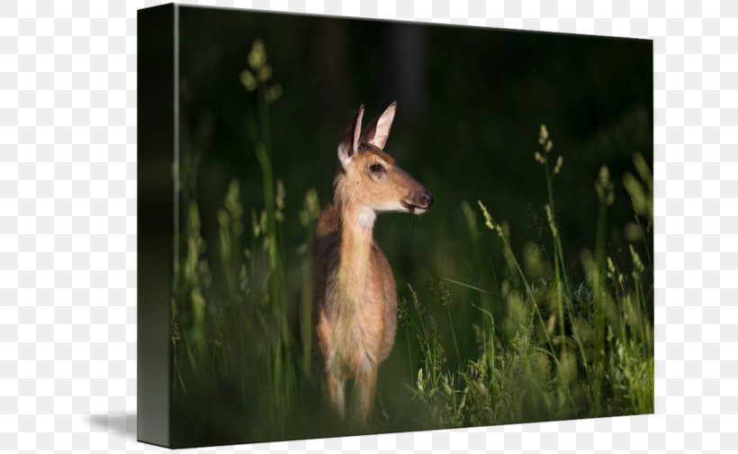 Musk Deer Macropodidae Kangaroo Animal, PNG, 650x504px, Deer, Animal, Fauna, Fawn, Grass Download Free
