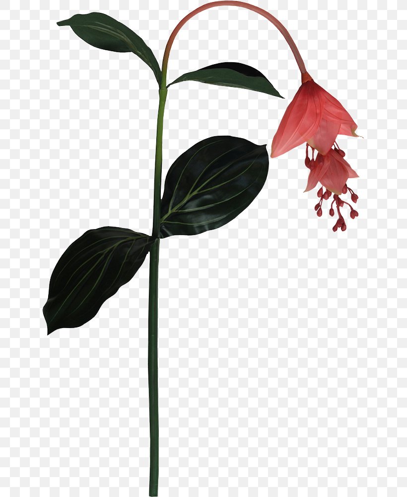 Petal Leaf Plant Stem Flowering Plant, PNG, 650x1000px, Petal, Branch, Branching, Flora, Flower Download Free