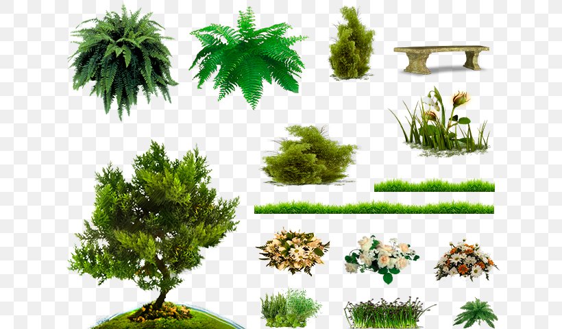 Pine Family Vegetation Soil Biome Trunk, PNG, 640x480px, Pine Family, Biome, Branch, Conifer, Ecosystem Download Free