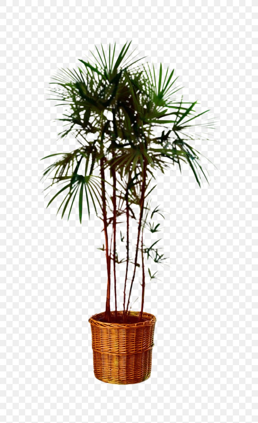 Tree Asian Palmyra Palm Plants Nursery Drachenbaum Geflochten Sortenmix, PNG, 871x1428px, Tree, Arecales, Aronia Melanocarpa, Asian Palmyra Palm, Chokeberry Download Free
