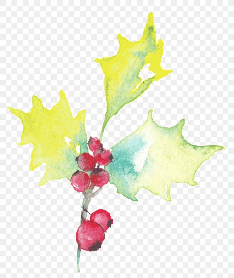Holly Aquifoliales Tree Clip Art, PNG, 1644x1957px, Holly, Aquifoliaceae, Aquifoliales, Flora, Flowering Plant Download Free