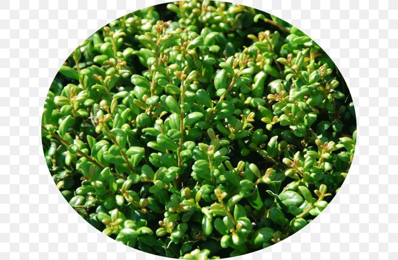 Japanese Holly Buxus Sempervirens Hedge Plant Evergreen, PNG, 650x536px, Japanese Holly, Box, Buxus Sempervirens, Common Holly, Evergreen Download Free