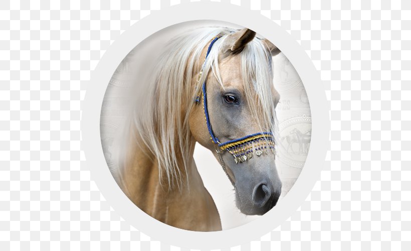 Pony Mane Halter Mustang Stallion, PNG, 500x500px, Pony, Bridle, Exercise Book, File Folders, Halter Download Free
