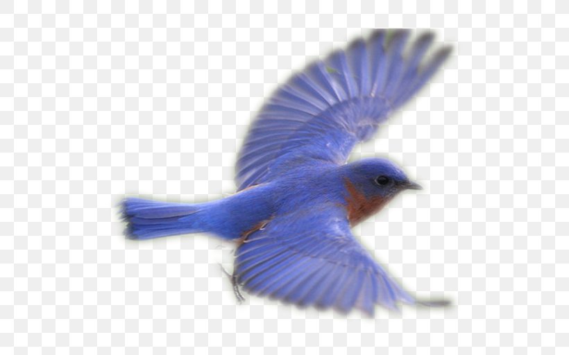 Bluebirds Fauna Beak Feather Bluebird Systems Inc., PNG, 512x512px, Bluebirds, Beak, Bird, Blue, Bluebird Download Free
