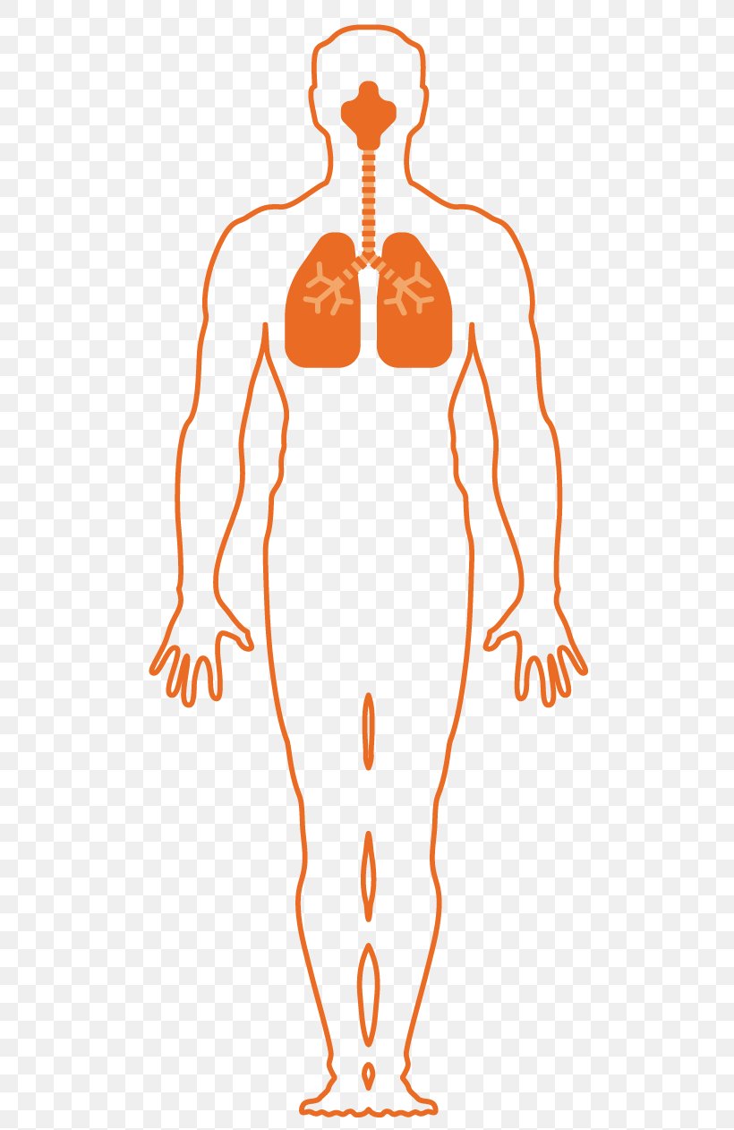 Respiratory System Respiration Breathing Asphyxia Organism, PNG, 515x1262px, Watercolor, Cartoon, Flower, Frame, Heart Download Free