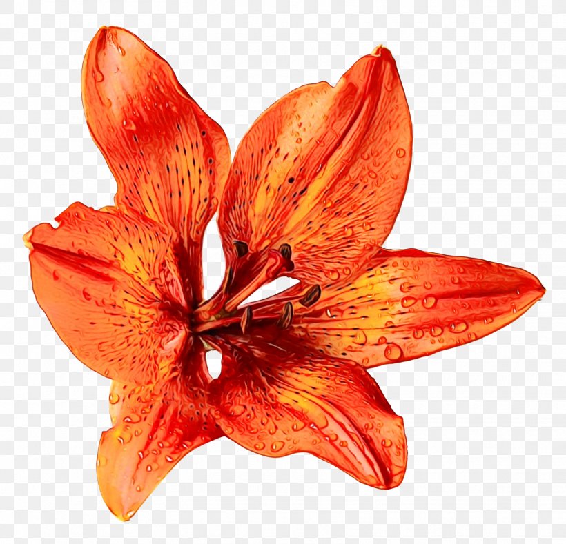 Flower Bouquet Orange Lily Clip Art, PNG, 1619x1558px, Flower, Alstroemeriaceae, Amaryllis Belladonna, Amaryllis Family, Botany Download Free