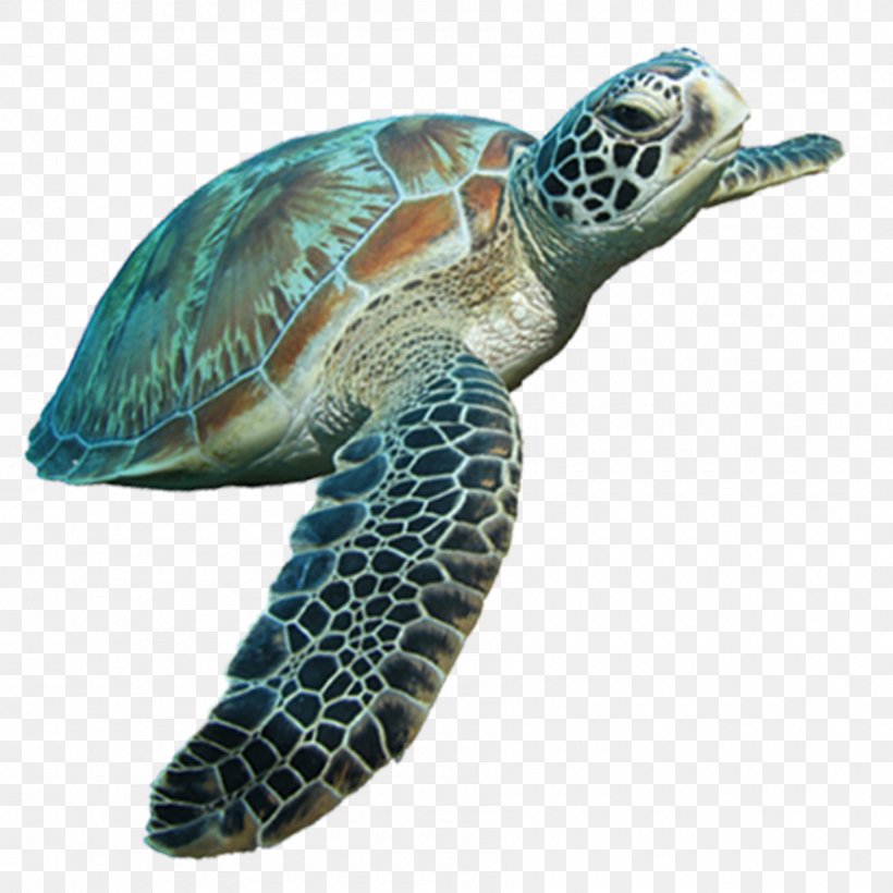Loggerhead Sea Turtle Tortoise, PNG, 1800x1800px, Loggerhead Sea Turtle, Deep Sea Creature, Emydidae, Fact, Fauna Download Free