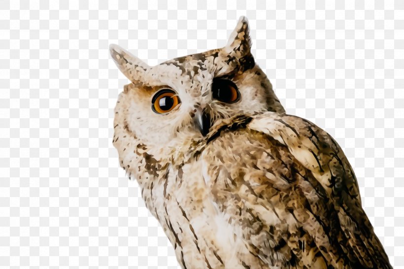 Owl Bird Bird Of Prey Western Screech Owl Eastern Screech Owl, PNG, 2448x1632px, Watercolor, Beak, Bird, Bird Of Prey, Eastern Screech Owl Download Free