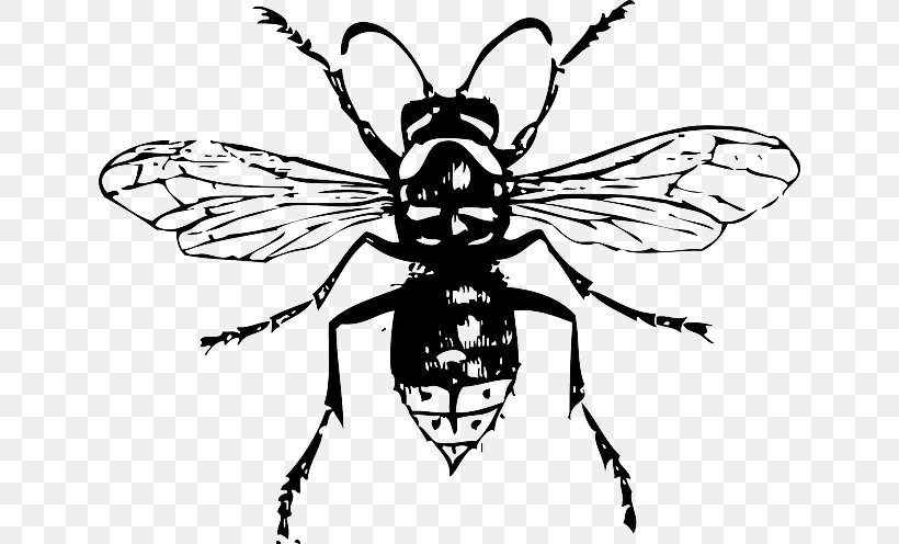 Bald-faced Hornet Bee Insect Clip Art, PNG, 640x496px, Hornet, Arthropod, Artwork, Baldfaced Hornet, Bee Download Free