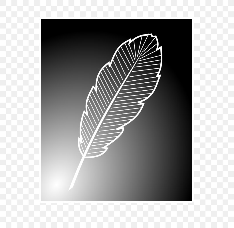 Bird Feather Line Art Clip Art, PNG, 566x800px, Bird, Black And White, Color, Drawing, Feather Download Free