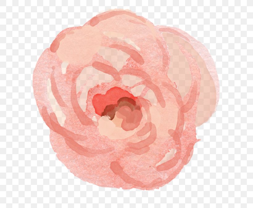 Garden Roses Petal Pink M, PNG, 673x675px, Garden Roses, Flower, Garden, Peach, Petal Download Free