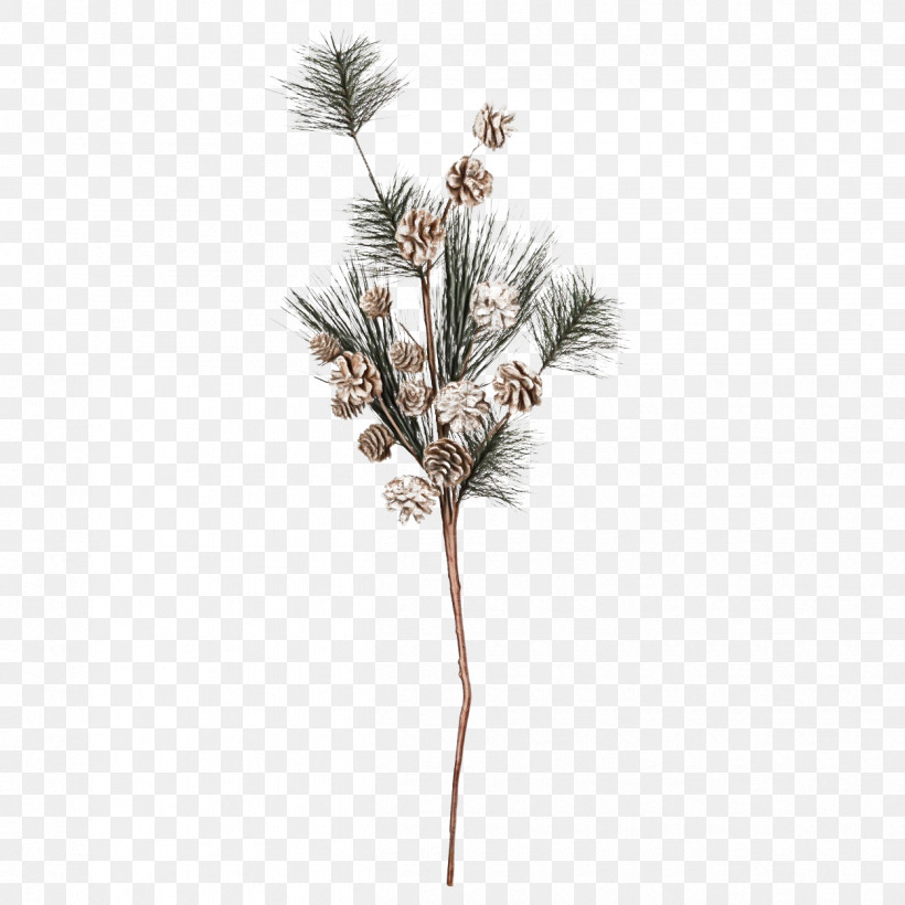 Plants Pine Twig Conifers Grasses, PNG, 1250x1250px, Watercolor, Biology, Conifers, Grasses, Paint Download Free