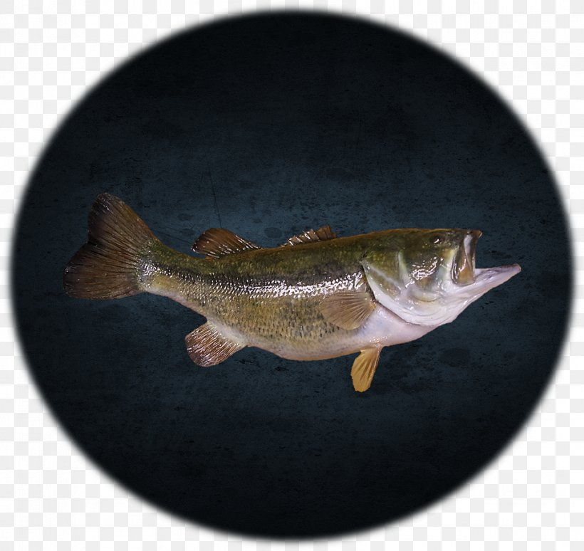 Perch Fish Bass Guitar, PNG, 965x912px, Perch, Bass, Bass Guitar, Fauna, Fish Download Free