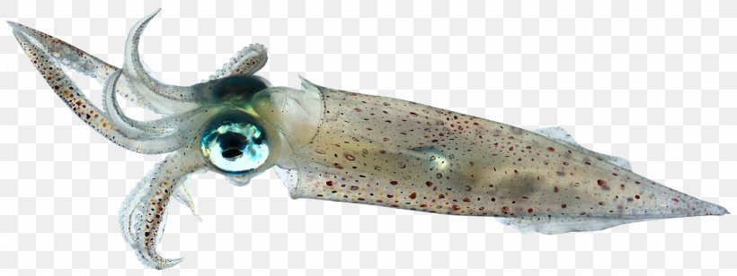 Squid As Food Octopus Invertebrate Bigfin Reef Squid, PNG, 1920x723px, Squid, Animal Figure, Animal Source Foods, Bigfin Reef Squid, Cephalopod Download Free