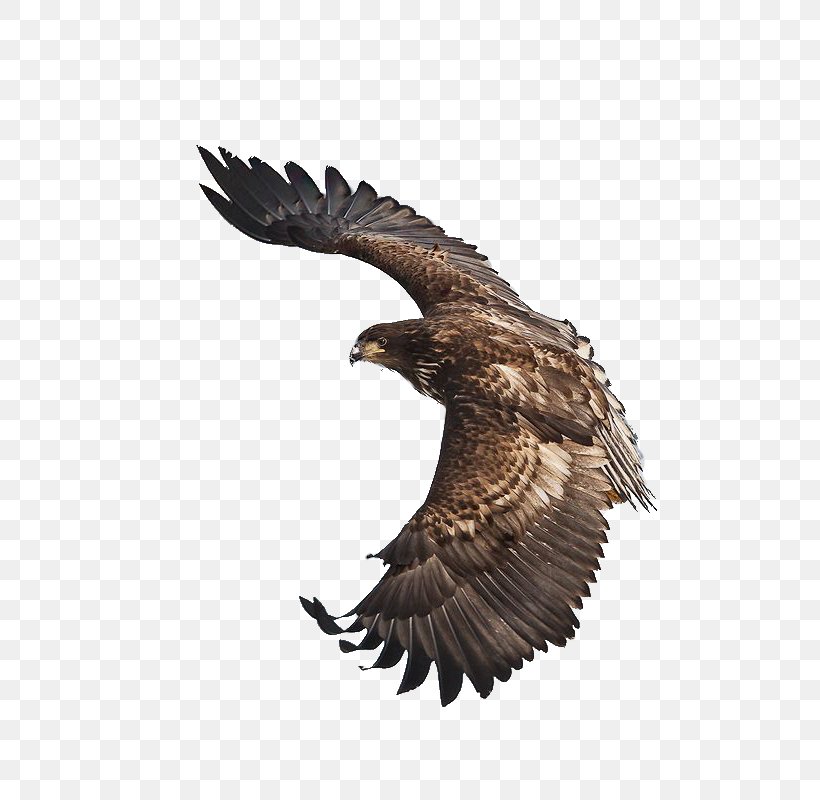 White-tailed Eagle Bird Steppe Eagle Flight, PNG, 554x800px, Bald Eagle, Accipitriformes, Beak, Bird, Bird Of Prey Download Free
