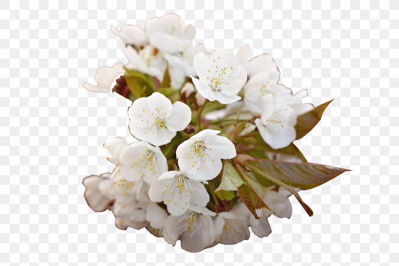 Cherry Blossom Floral Design White, PNG, 1200x801px, Cherry Blossom, Blossom, Branch, Cherry, Cut Flowers Download Free