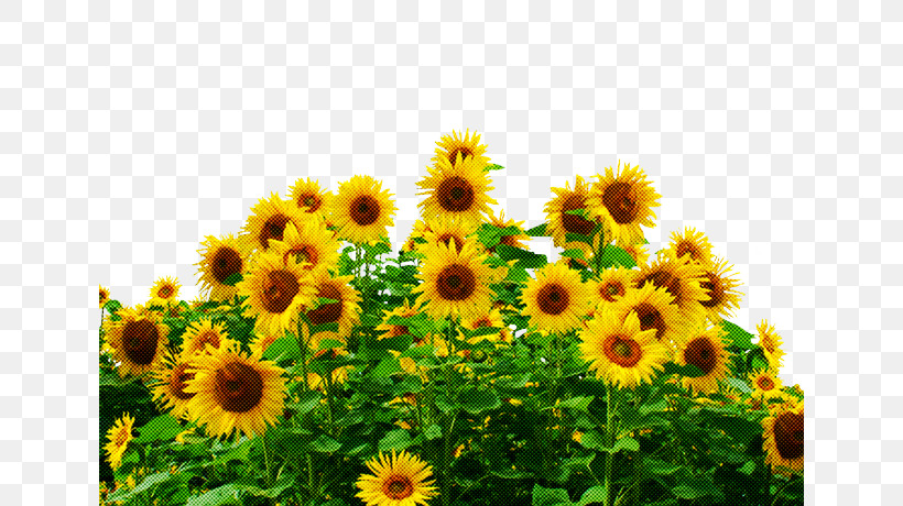 Common Sunflower Sunflower Seed Field Farm Agriculture, PNG, 640x460px, Common Sunflower, Agriculture, Annual Plant, Daisy Family, Farm Download Free