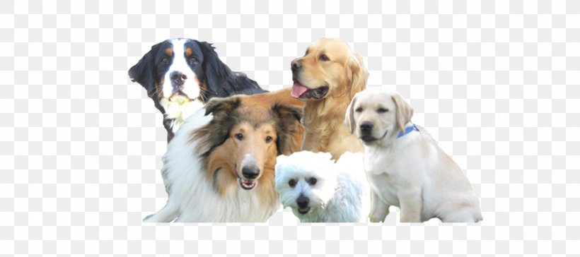 Dog Breed Puppy Hundesalon Smiley Dog Sporting Group, PNG, 1800x800px, Dog Breed, Boutique, Breed, Carnivoran, Companion Dog Download Free