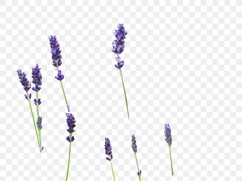 English Lavender Drawing Clip Art, PNG, 1024x768px, English Lavender, Drawing, Flower, Grass, Grass Family Download Free