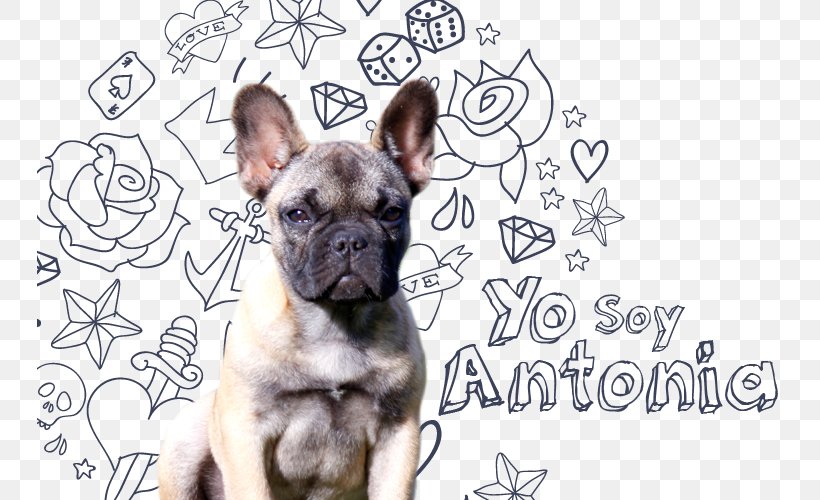 French Bulldog Toy Bulldog Puppy Dog Breed, PNG, 745x500px, French Bulldog, Breed, Bulldog, Carnivoran, Dog Download Free