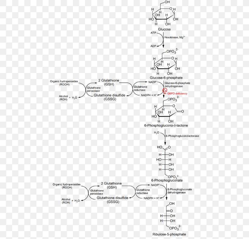 Glucose 6-phosphate Glucose-6-phosphate Dehydrogenase Deficiency Hematology Pentose Phosphate Pathway, PNG, 500x786px, Glucose 6phosphate, Area, Black And White, Blood, Deficiency Download Free