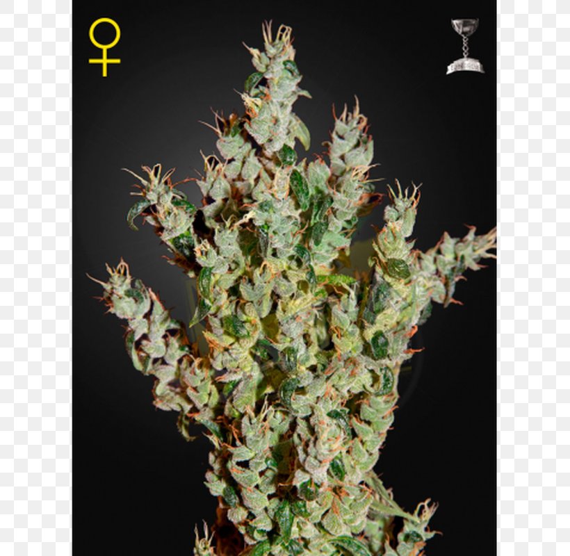 Haze Marijuana Skunk Seed Cannabis Sativa, PNG, 800x800px, Haze, Arjan Roskam, Cannabis, Cannabis Sativa, Grow Shop Download Free