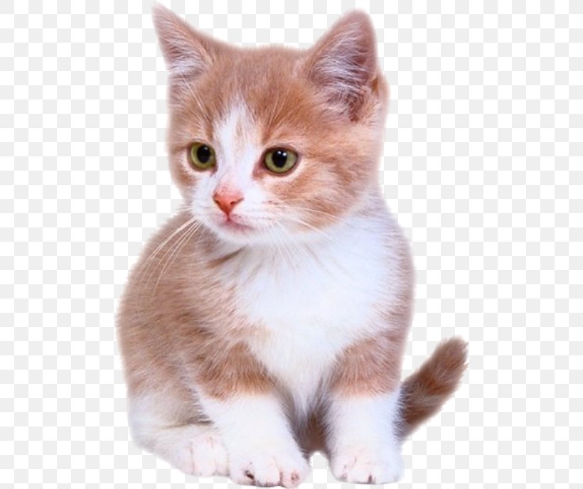 Kitten Puppy Bengal Cat Dog, PNG, 501x688px, Kitten, Aegean Cat, American Wirehair, Bengal Cat, Carnivoran Download Free