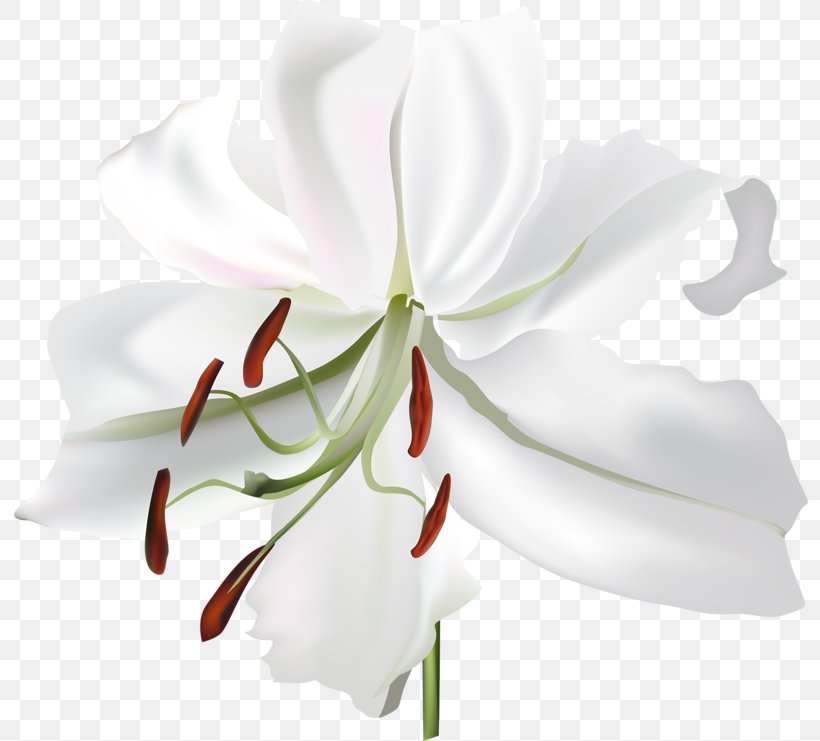 Lilium Flower White Botanical Illustration, PNG, 800x741px, Lilium, Amaryllis, Amaryllis Belladonna, Botanical Illustration, Botany Download Free