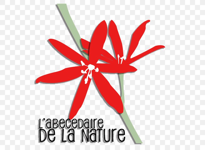 Logo Flowering Plant Line Font, PNG, 800x600px, Logo, Flora, Flower, Flowering Plant, Petal Download Free
