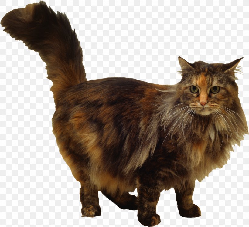 Maine Coon Whiskers Domestic Short-haired Cat Siamese Cat Turkish Angora, PNG, 2157x1968px, Maine Coon, American Wirehair, Bengal Cat, Calico Cat, Carnivoran Download Free