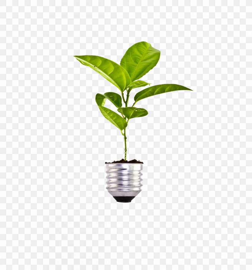 Plant Bulb Stock Photography Soil, PNG, 4817x5156px, Plant, Bulb, Concept, Flowerpot, Green Download Free