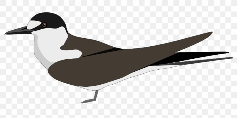 Sooty Tern States And Territories Of India Duck Lakshadweep Common Hill Myna, PNG, 1024x512px, Sooty Tern, Beak, Bird, Charadriiformes, Common Hill Myna Download Free