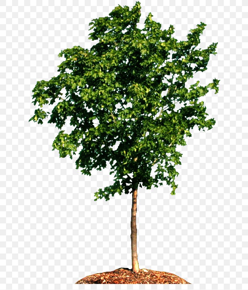 Tree Carpinus Betulus Woody Plant Branch Pine, PNG, 654x961px, Tree, Acer Campestre, Banyan, Black Locust, Branch Download Free
