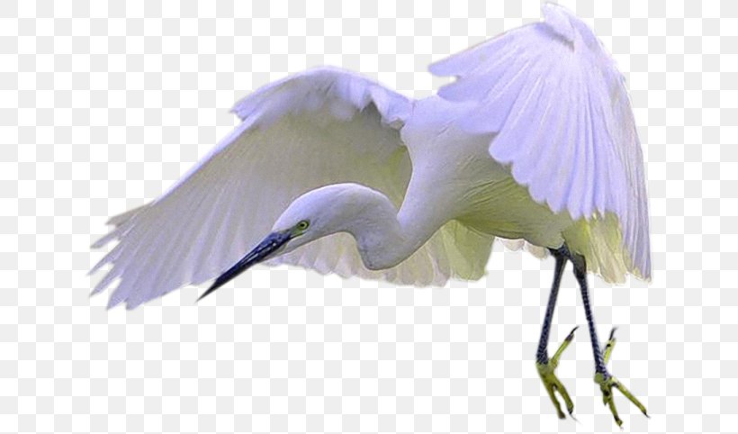 Bird Great Egret Crane Cygnini Clip Art, PNG, 635x482px, Bird, Animaatio, Beak, Blog, Crane Download Free